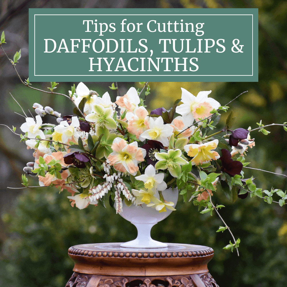 Best Techniques for Cutting Daffodils, Tulips, and Hyacinths