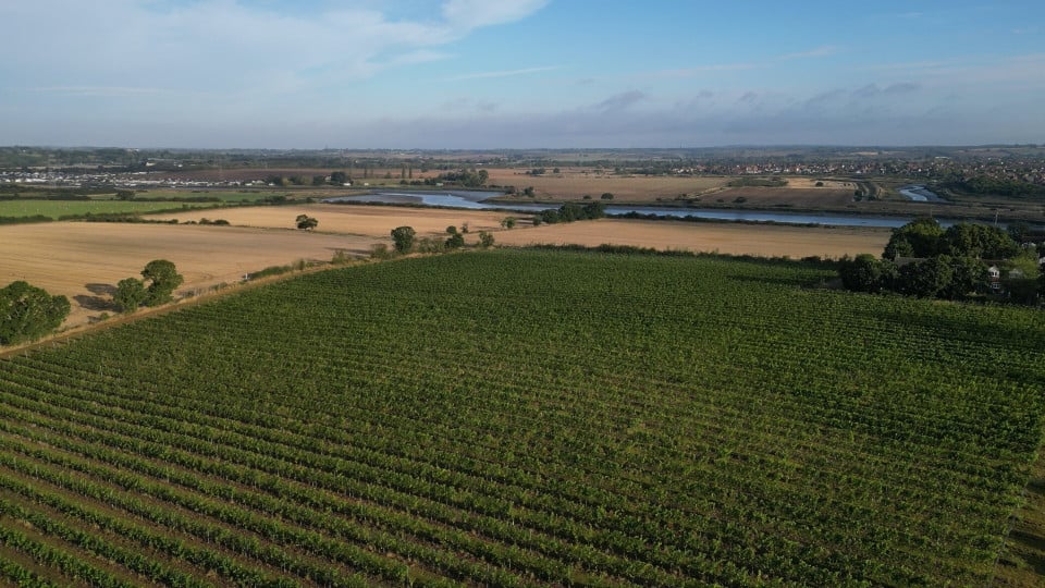 Chardonnay vineyard on premium UK soils