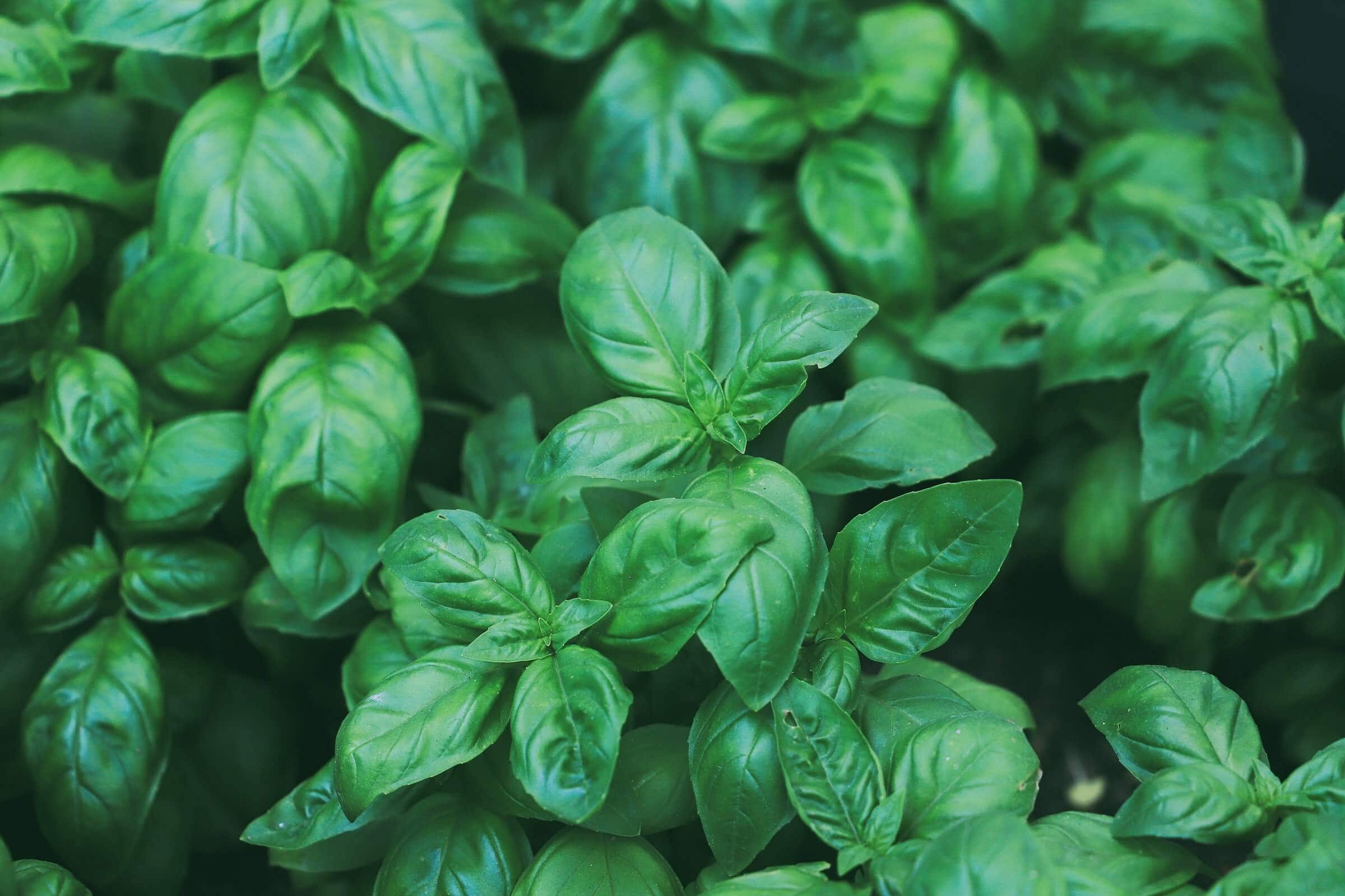 Basil Leaf: The Green Pulse of Global Kitchens