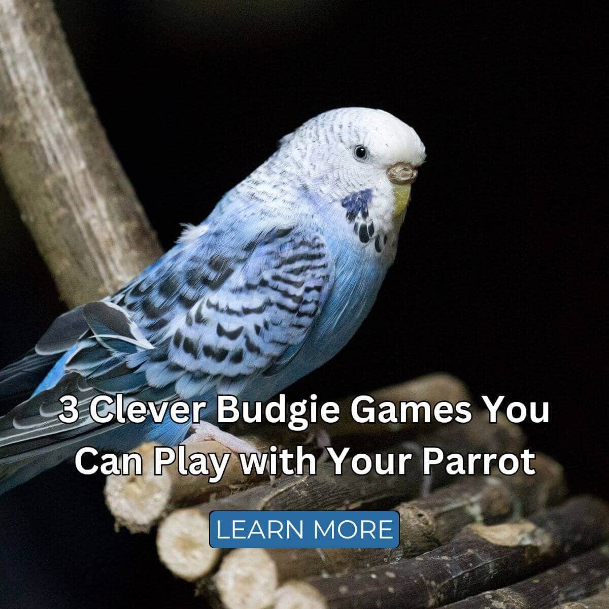 3 Clever Budgie Games You Can Play with Your Parrot