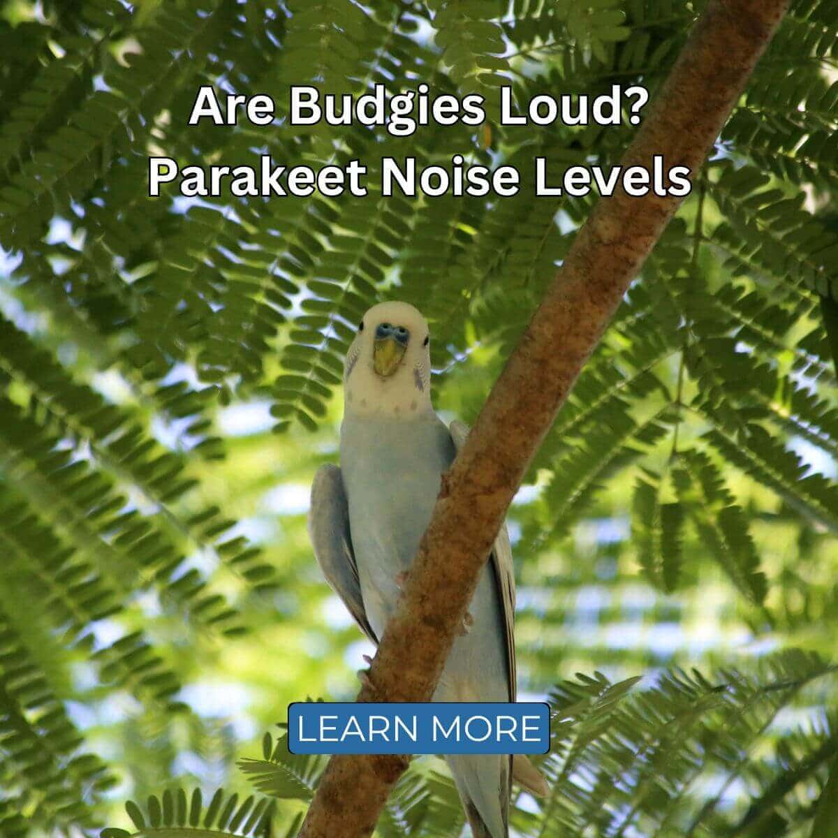 Are Budgies Loud? - Parakeet Noise Levels