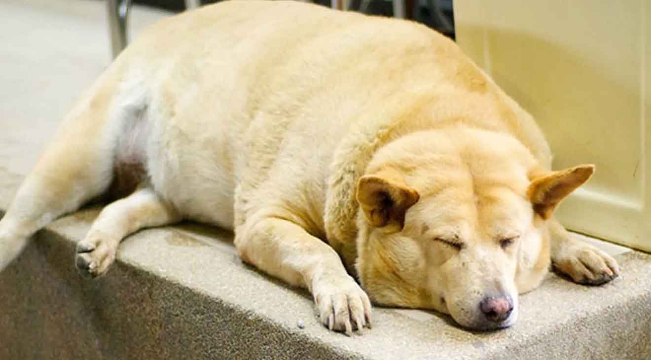 November is Pet Diabetes Awareness Month
