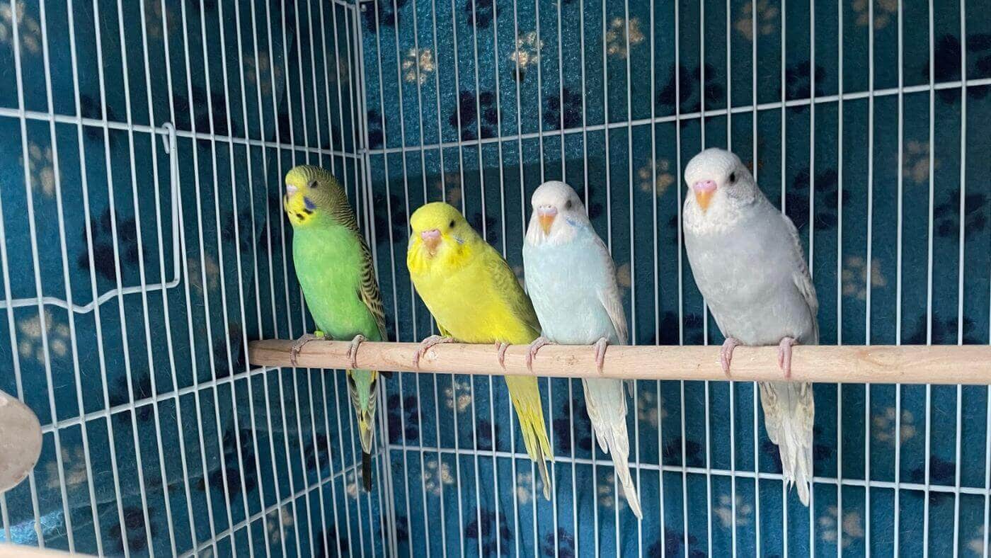 Budgies in a Cage