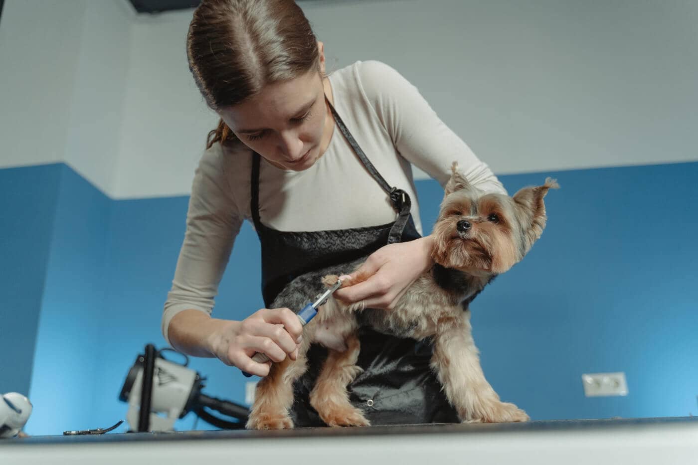 7 Tips on Bathing Your Dog This Winter in 2026