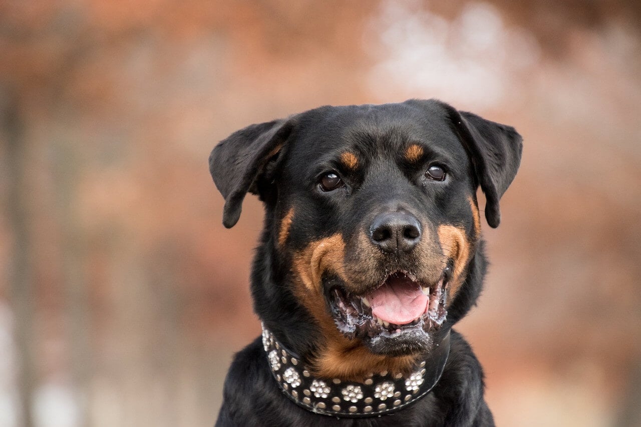 Rottweiler Dogs Information and Characteristics