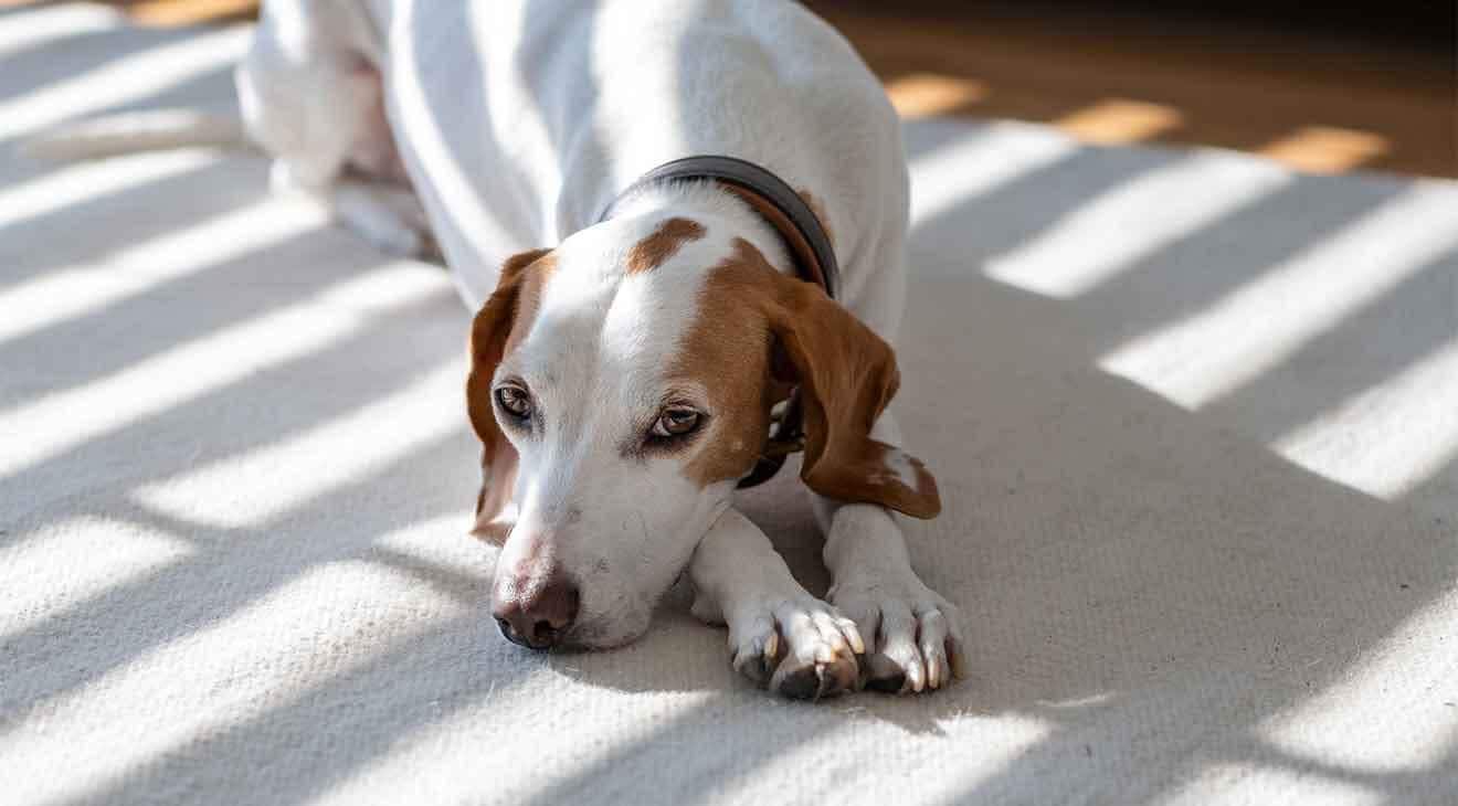 How to Apartment Hunt with Your Dog