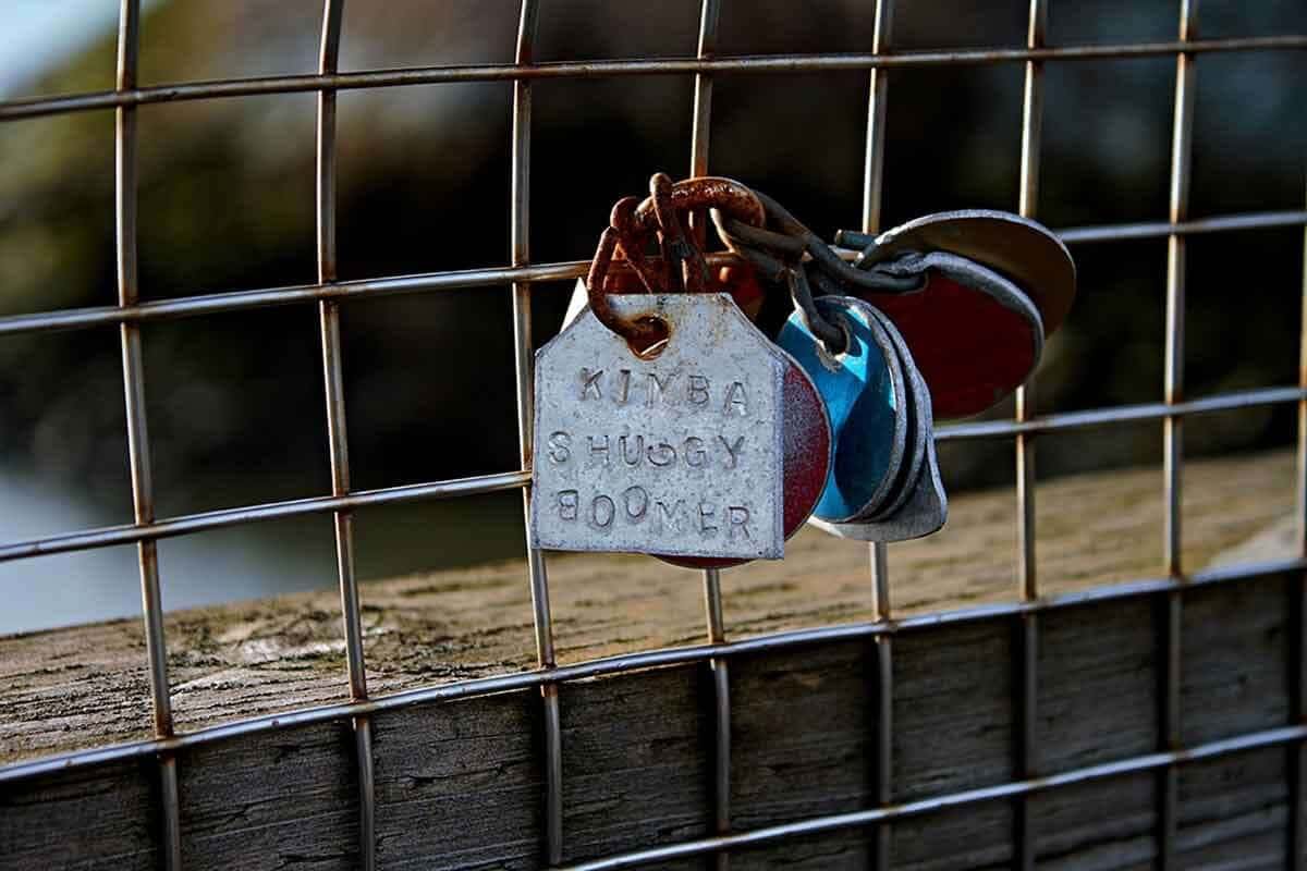 The History of Dog Tags and Their Various Uses