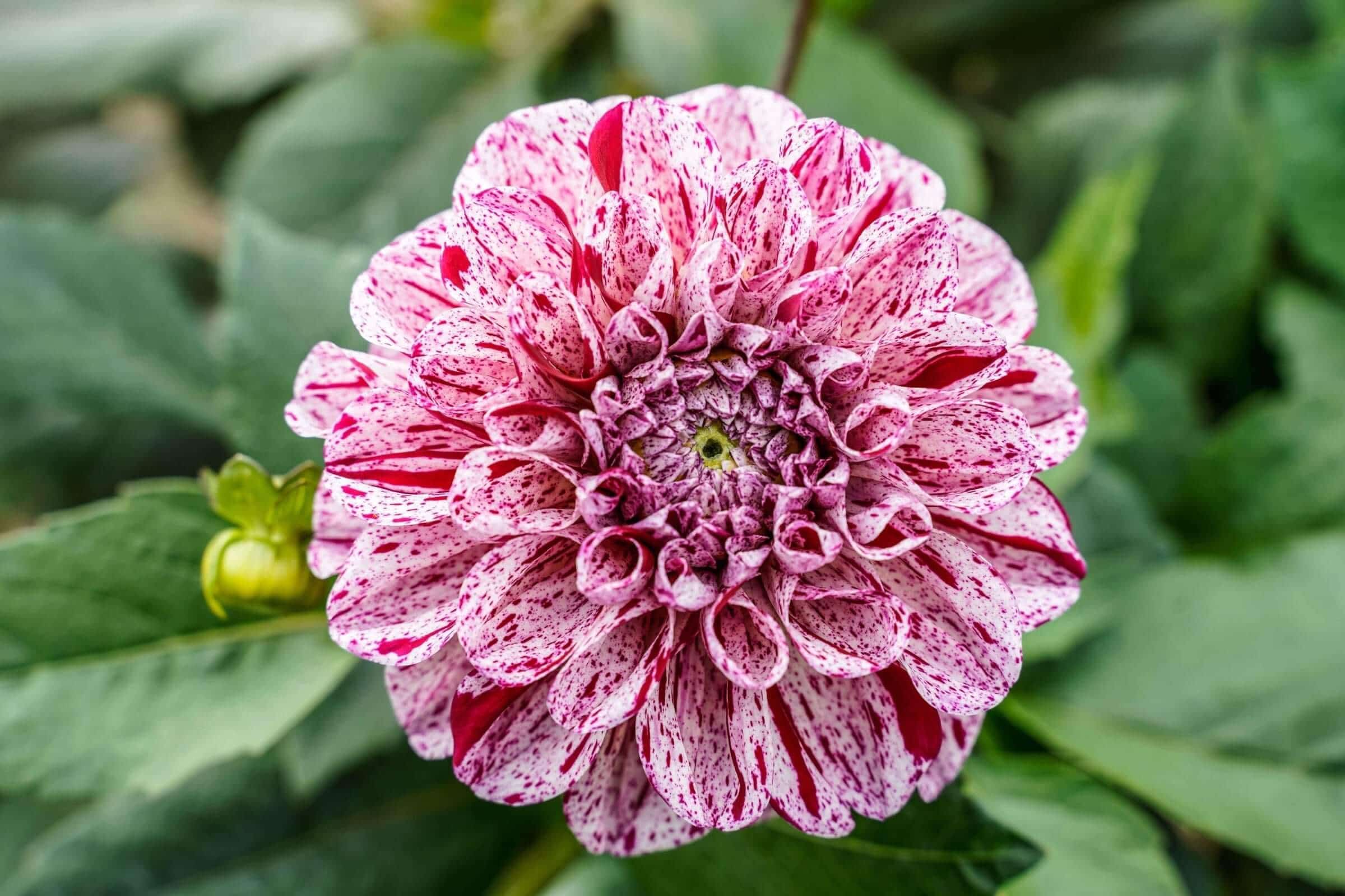 New Dahlias for 2022 - Longfield Gardens