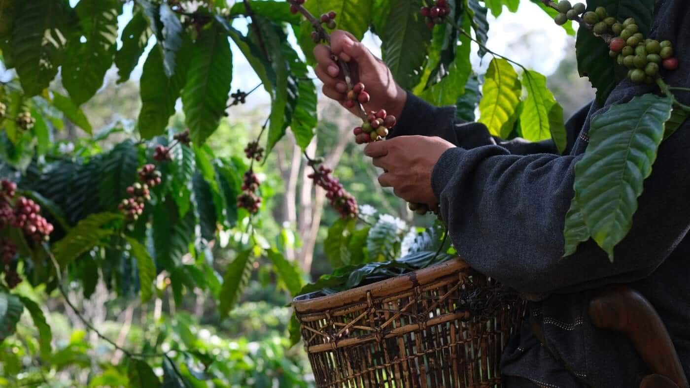 What Do Coffee Certifications Actually Mean?