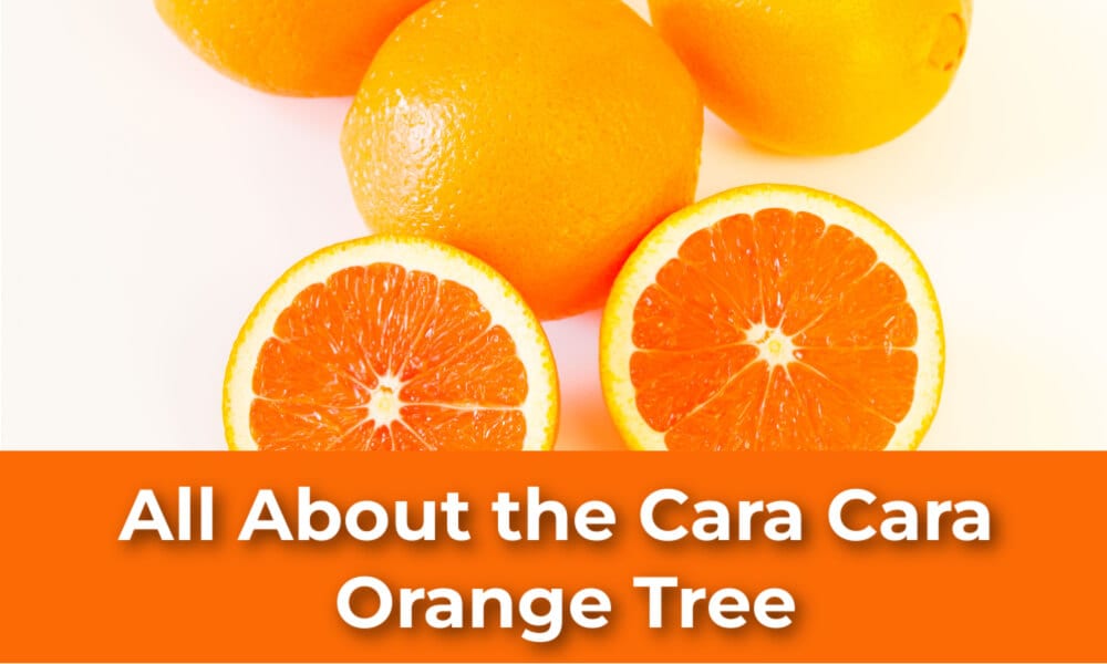 All About the Cara Cara Orange Tree