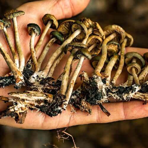 Growing Mushrooms