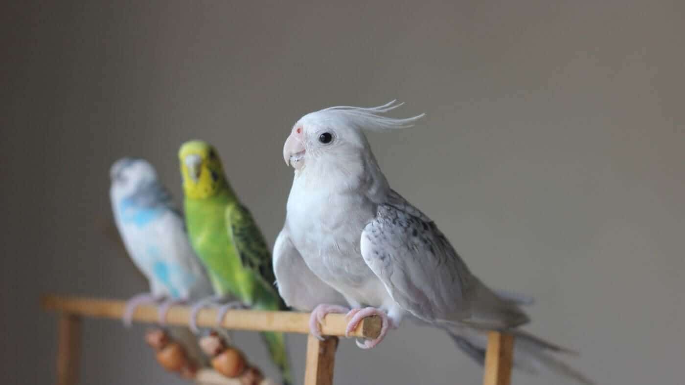 Why Choose a Small Pet Bird That Talks?