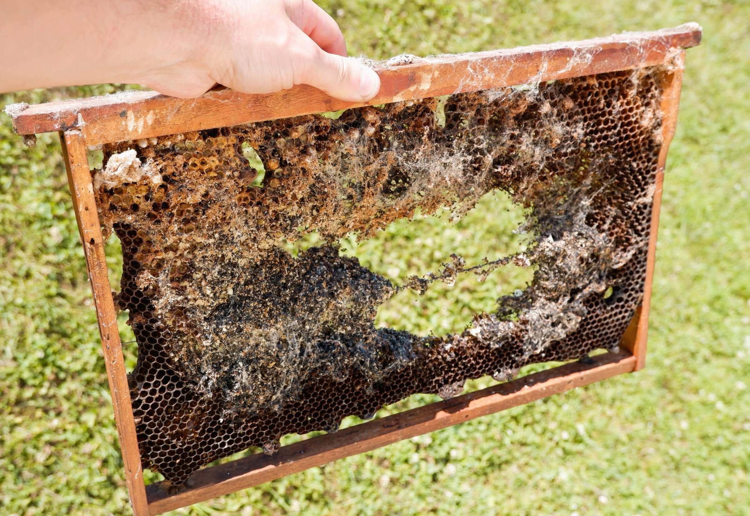 A Guide to Bee Hive Pests: A Deep Dive into the Threats Facing Honey Bees