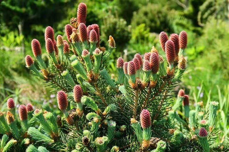 The Miracle of Black Spruce Essential Oil!