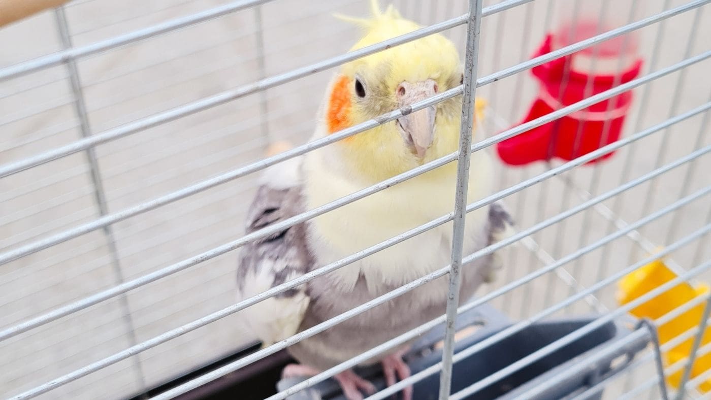Yellow cockatiel showing signs of stress in its cage, highlighting the importance of calming support and a consistent daily routine.