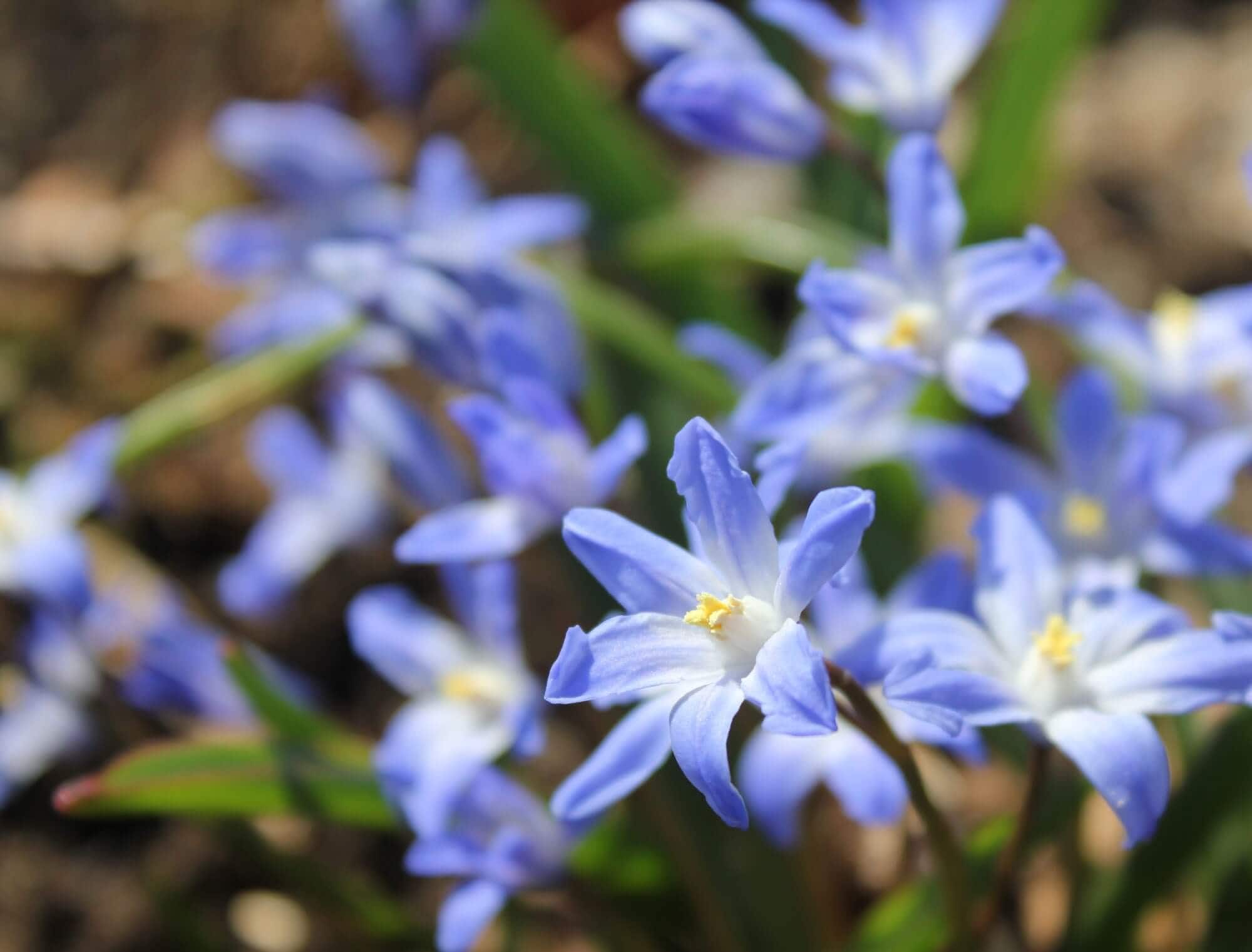 Early Blooming Bulbs for the First Flowers of Spring - Longfield Gardens