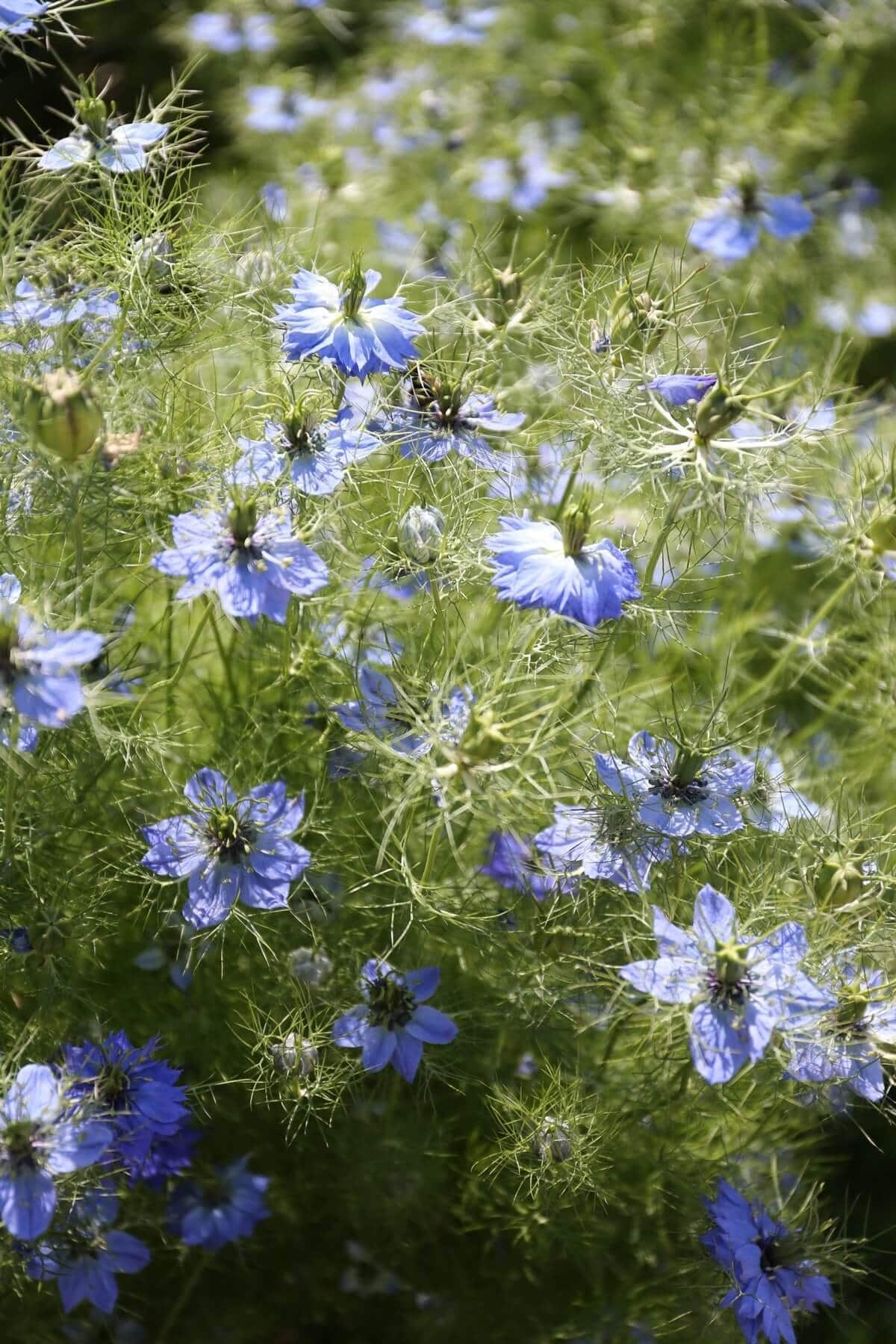 How to Use Blue Flowers in Your Garden - Longfield Gardens