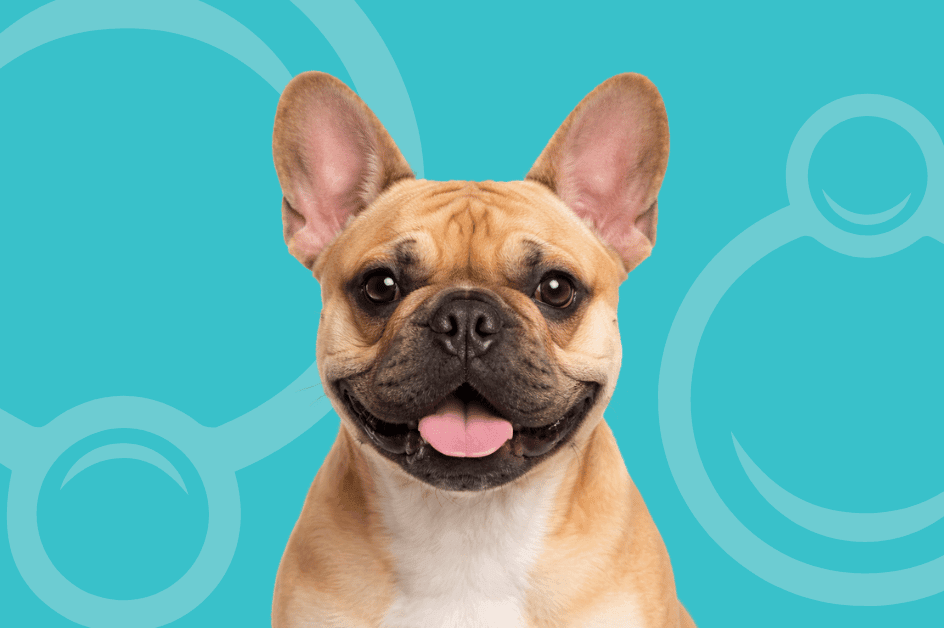 French Bulldog Temperament and Grooming Considerations