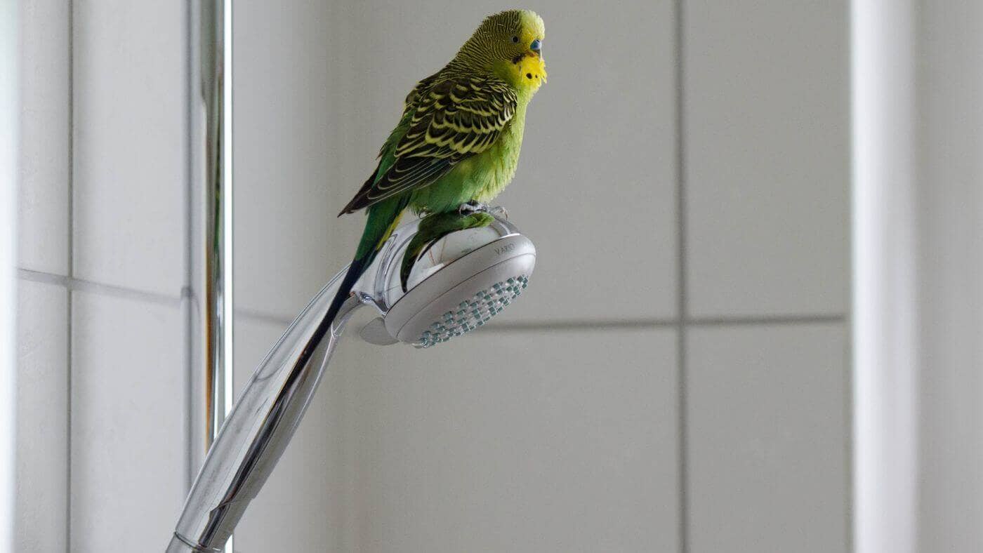 Pet budgie on showerhead
