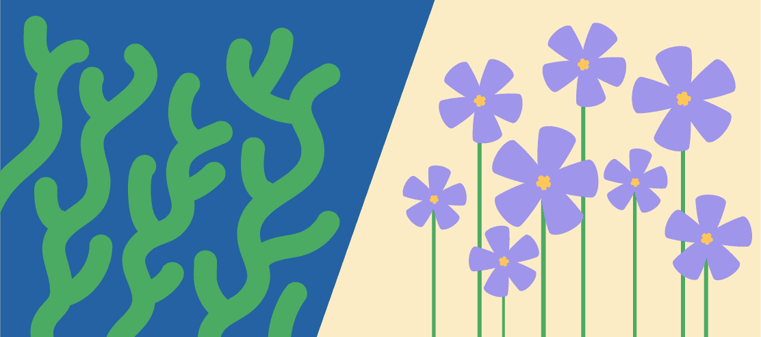 vegan flaxseed oil vs algae oil which is better omega 3