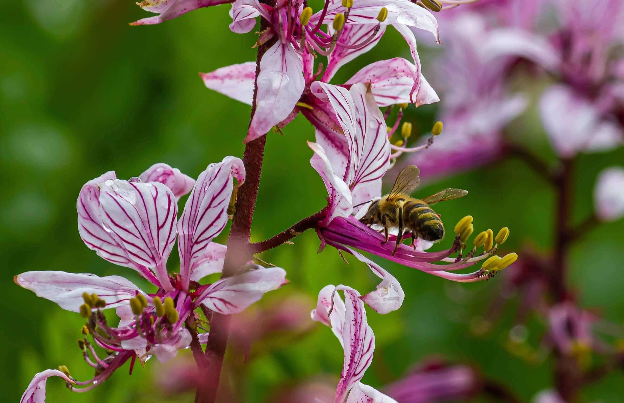 Nectar and Pollen: The Essential Roles in Honey Bee Ecology
