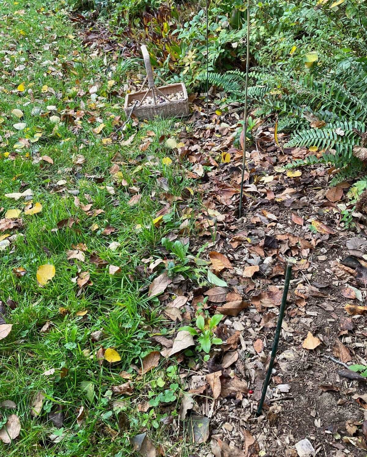 How to Plant a Carpet of Blue Spring Flowers - Longfield Gardens