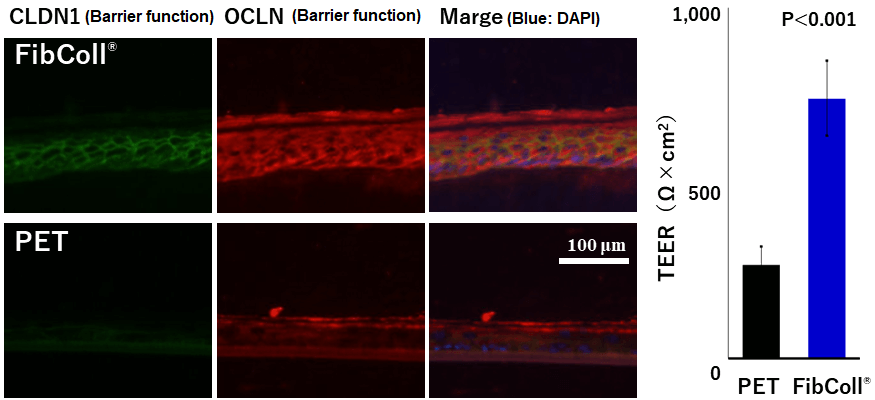 Image of fluorescent staining of CLDN1 and OCLN