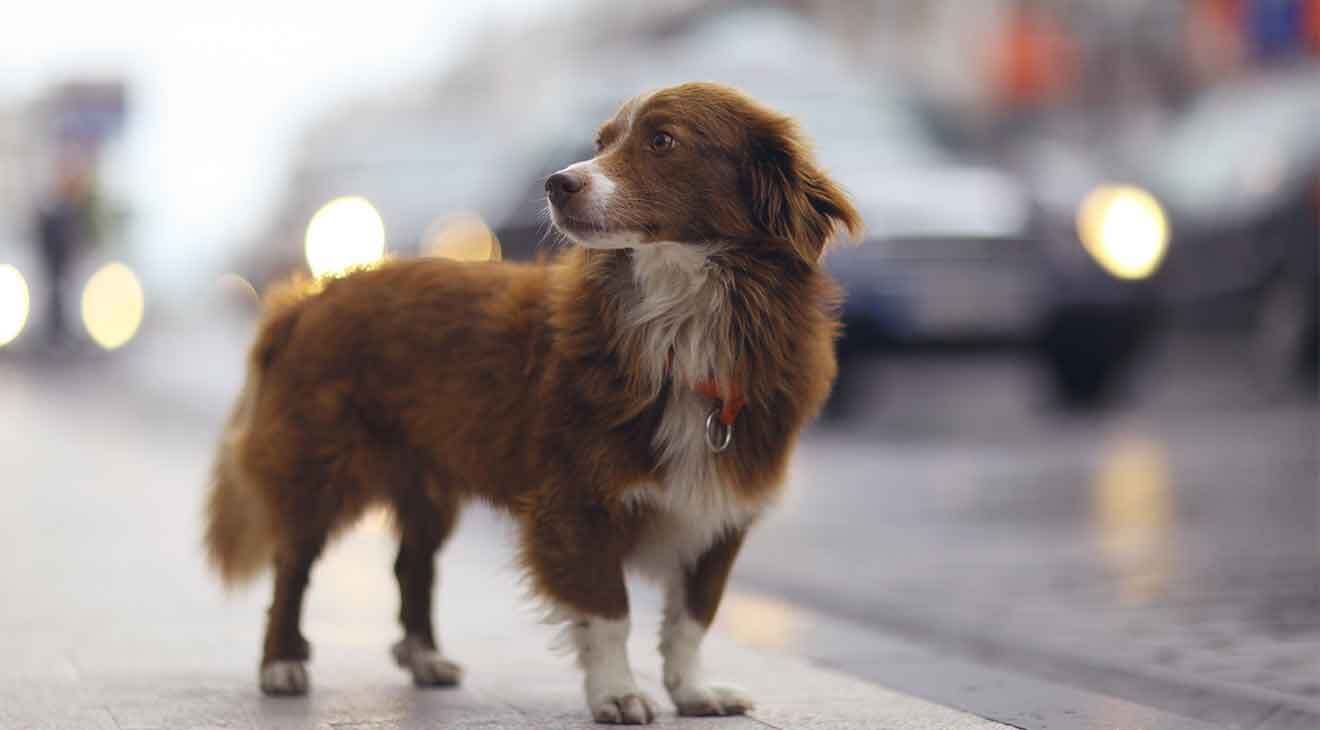 Lost dog on the side of a city street