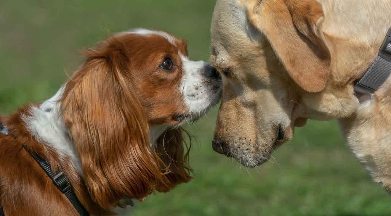 introduce dogs - two dogs meeting each other