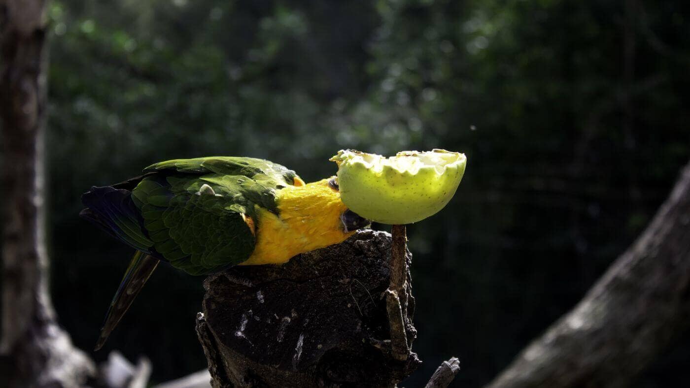 Parrot Eating Apple