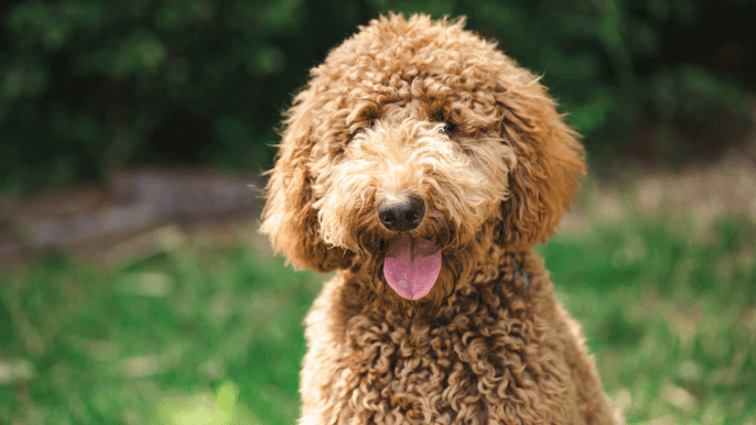Goldendoodle Generations