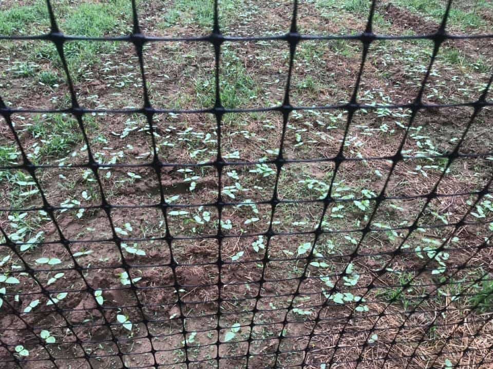 extruded-fence-1.jpg