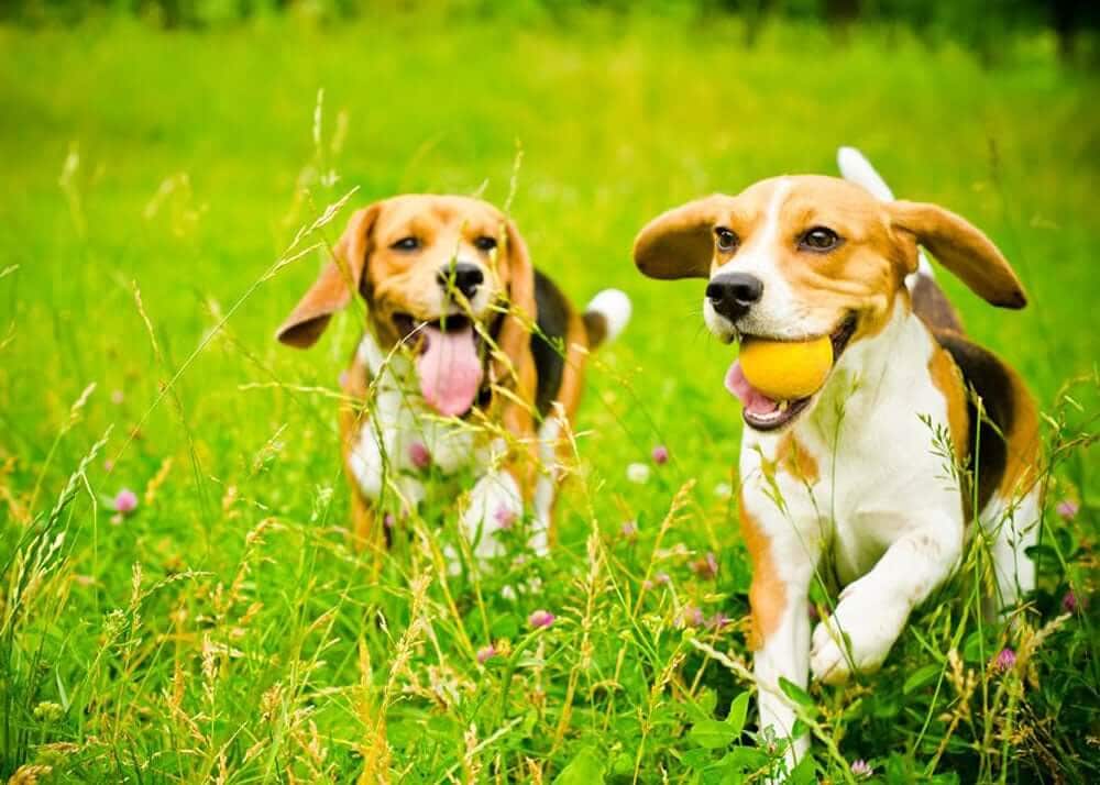 6 Tips for Introducing a Puppy to Your Adult Dog