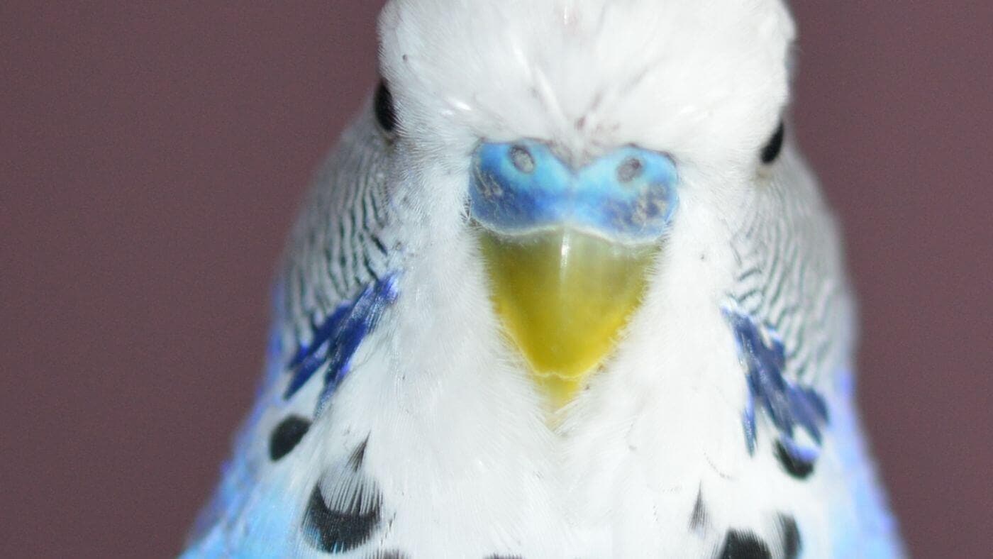 Budgie's Cere