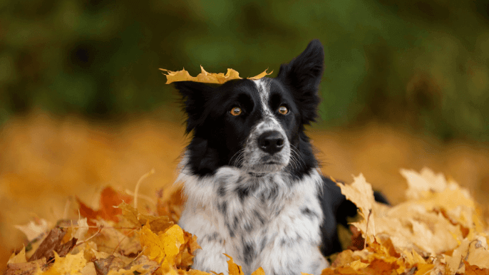 Seasonal Dog Grooming 
