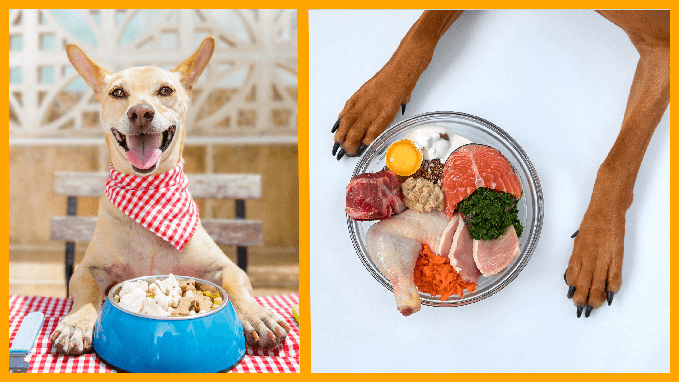 raw food vs. kibble