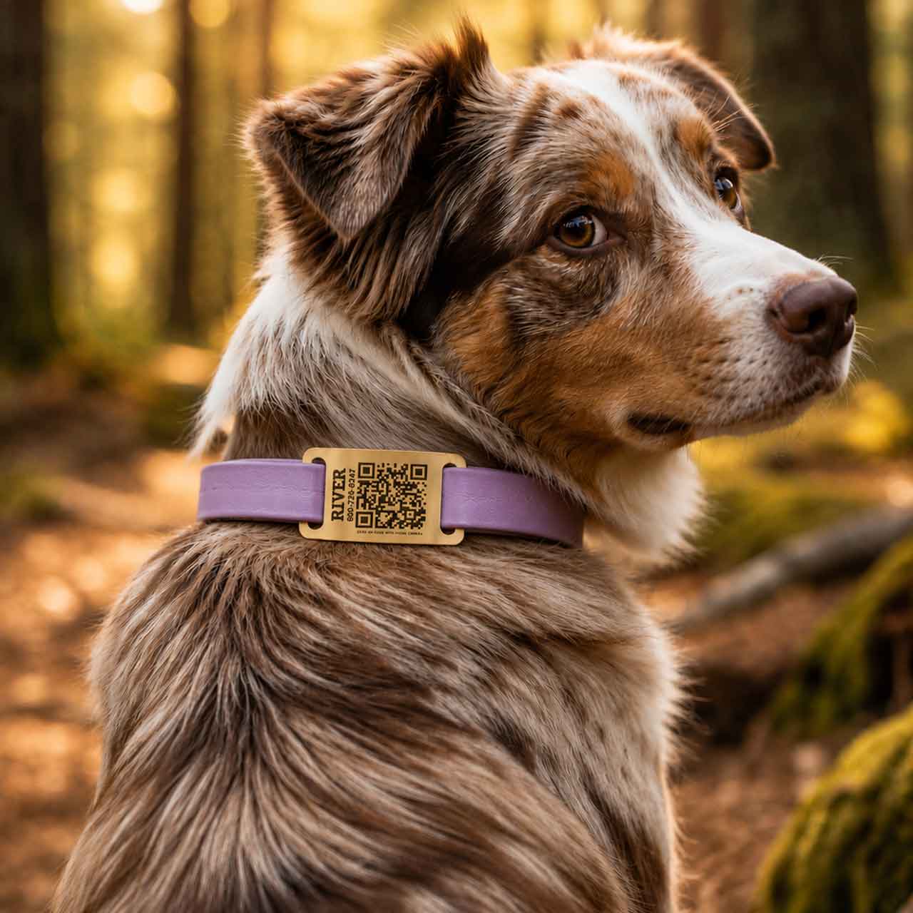 Australian Shepherd Wearing Lavender Waterproof Collar with QR ScruffTag Mounted Safest Dog ID Tags