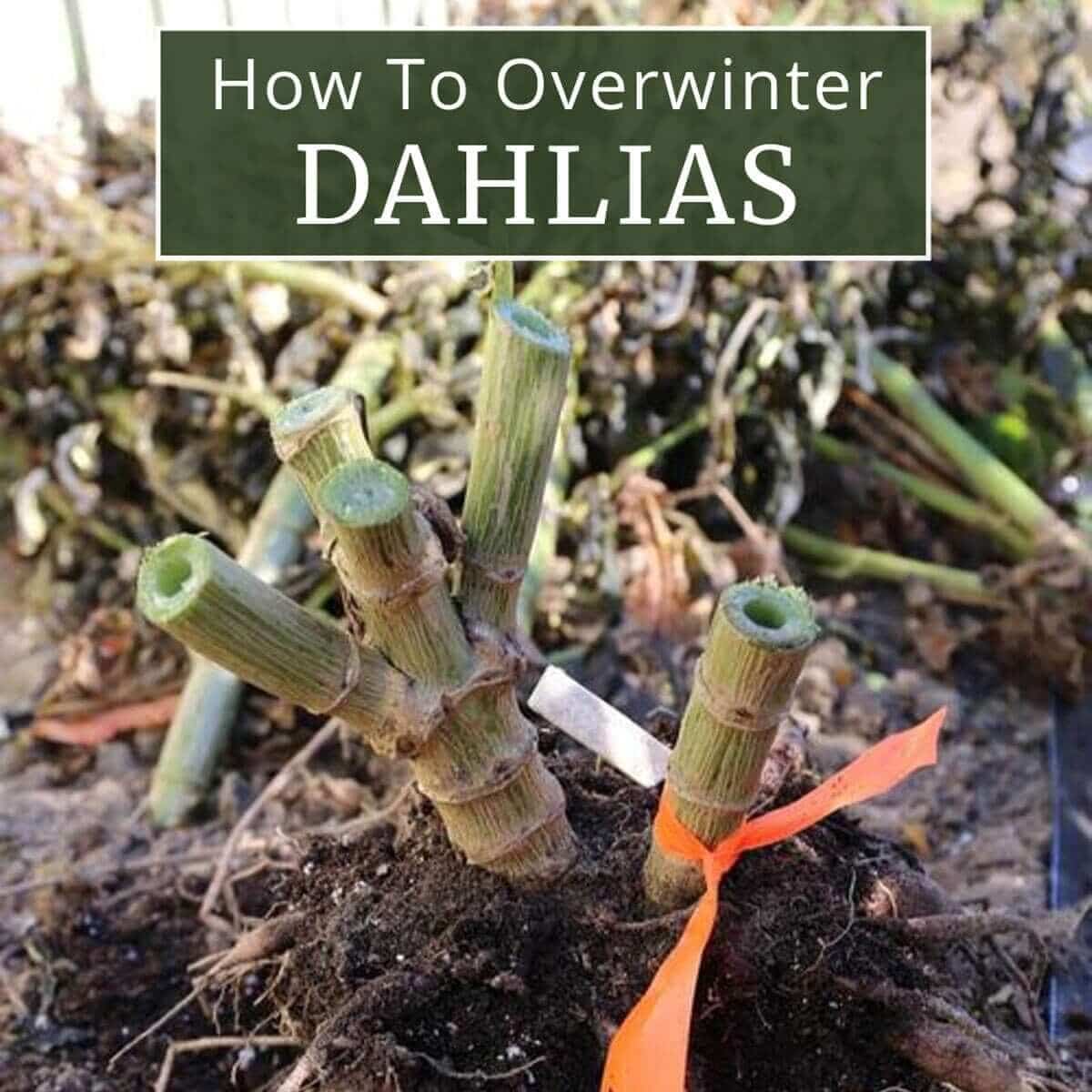 How to Overwinter Dahlias
