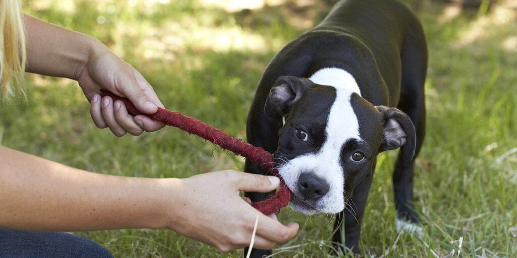Playing Tug Safely with Your Dog