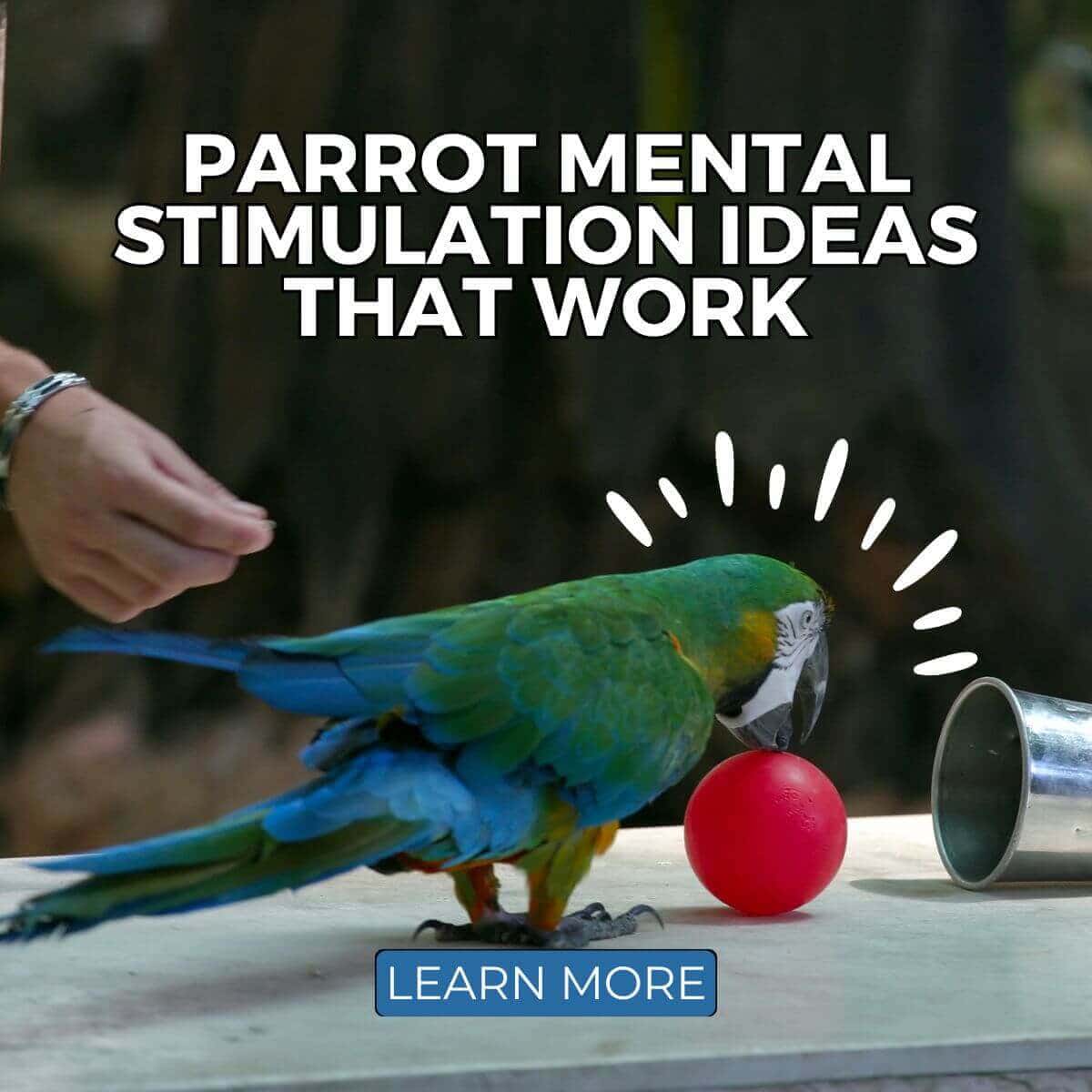 Parrot Mental Stimulation Ideas That Work