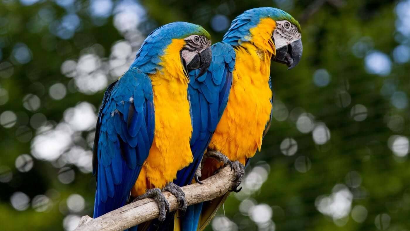 Blue and Gold Macaws that you can see at National Parrot Sanctuary