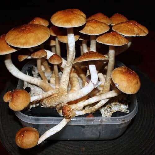 Golden Teacher Spore