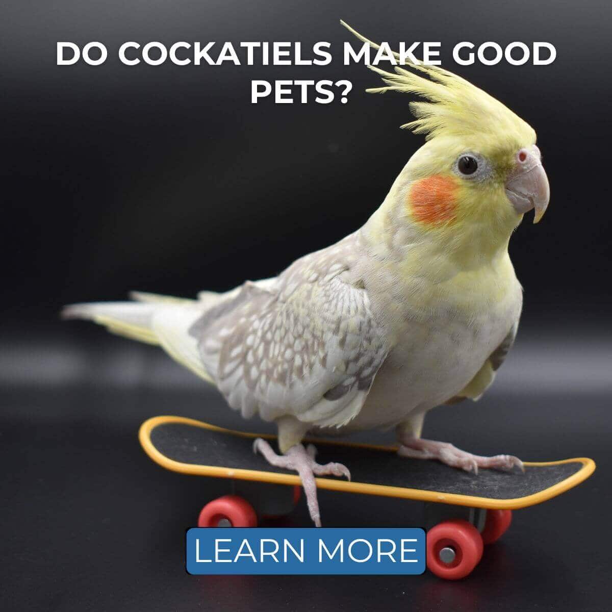Do Cockatiels Make Good Pets? 7 Pros and 7 Cons