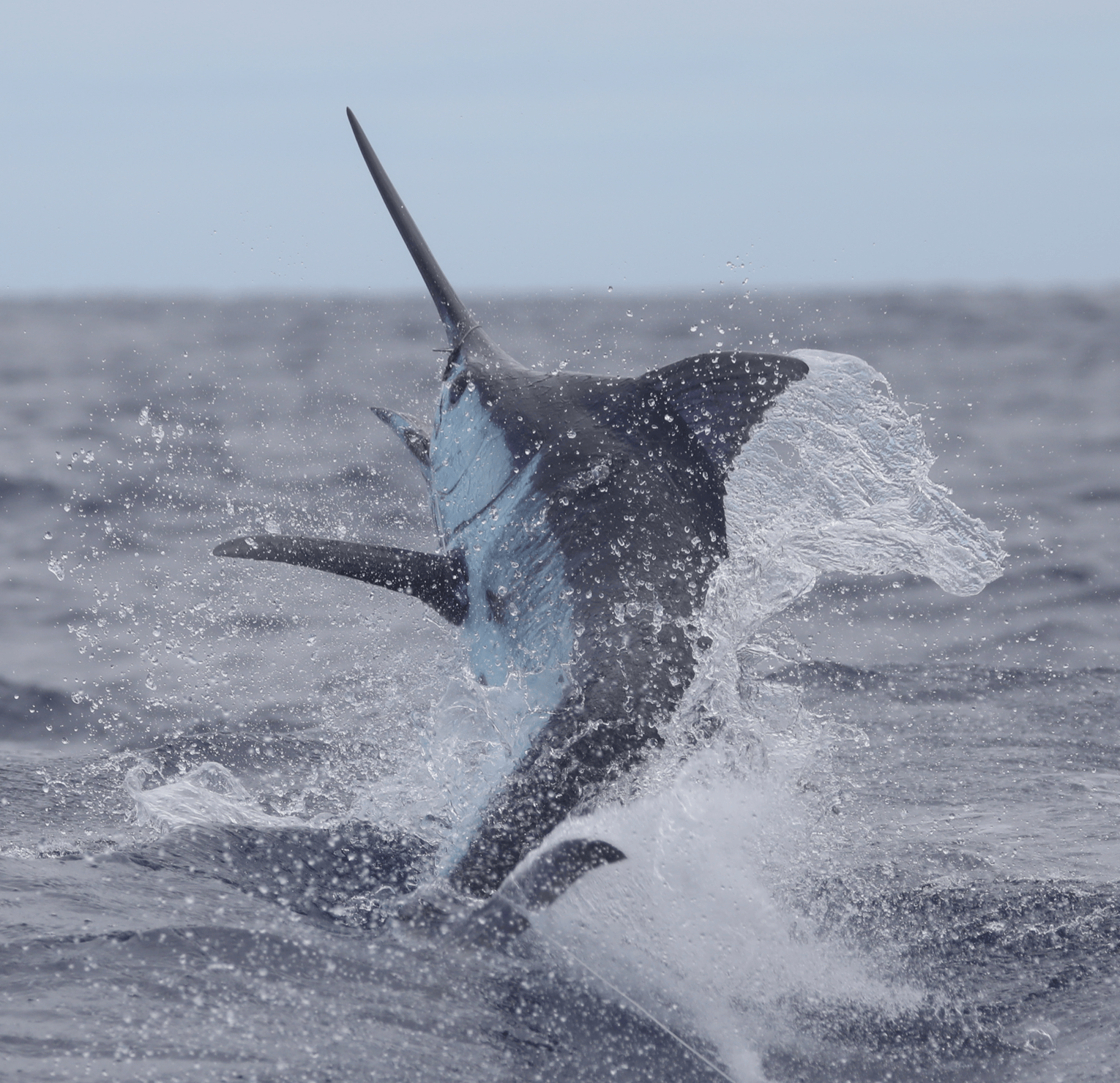 Blue marlin leaping from the water during Azores blue marlin fishing near Faial Island.