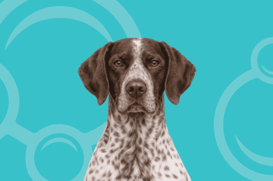 German Shorthaired Pointer Temperament and Grooming