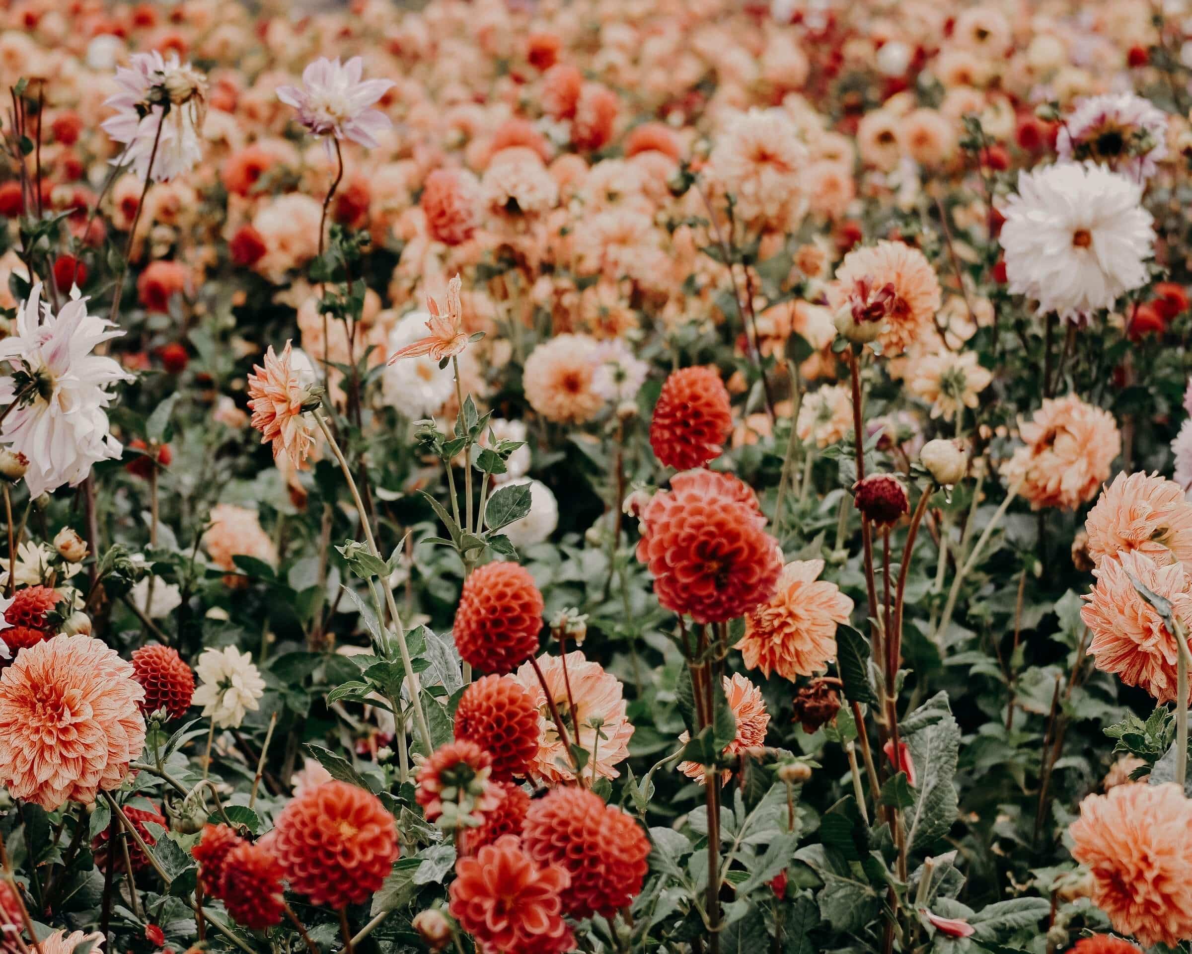 Vibrant dahlia flowers in coral, red and white blooms representing natural botanical ingredients for sensitive skin care