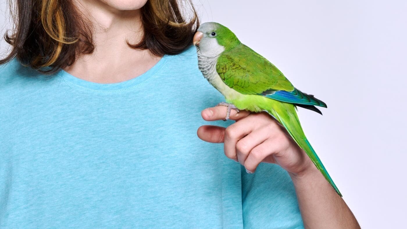 Pet Monk Parakeet