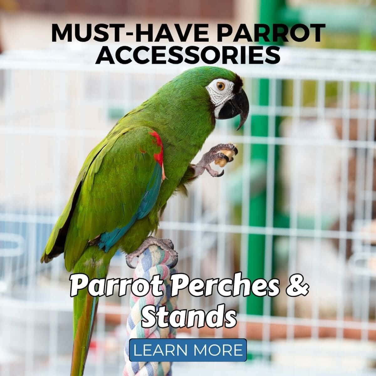 Must-Have Parrot Accessories: Parrot Perches & Stands