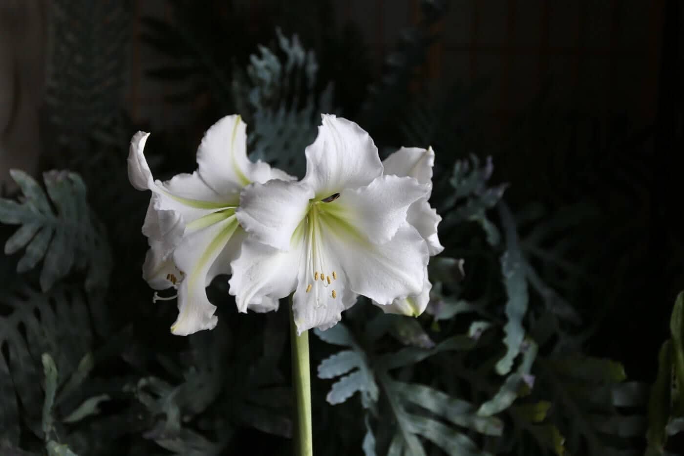 Amaryllis_Christmas_Gift
