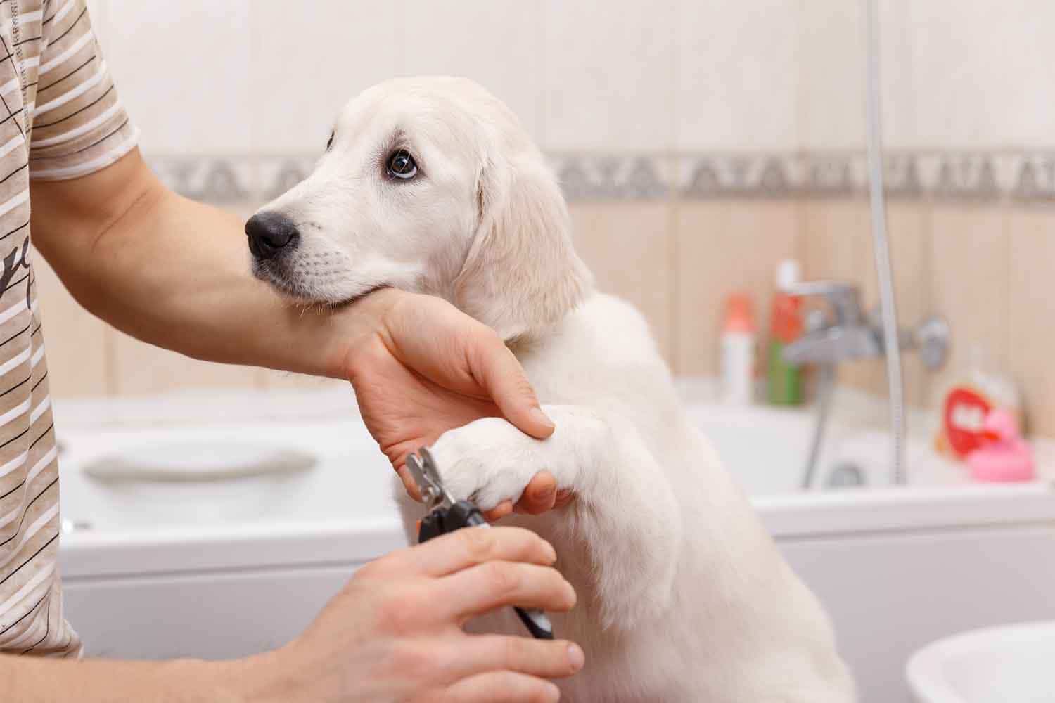 Responsible dog parent trimming puppy's nails